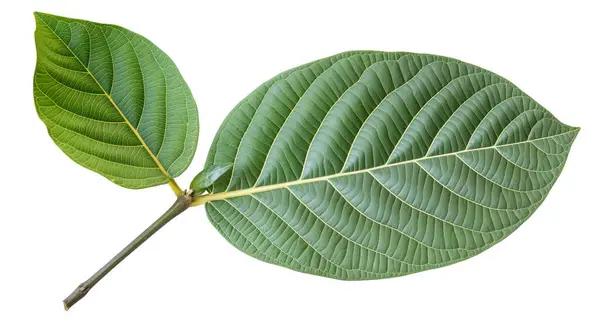 Kratom Trees: Growing Kratom at Home