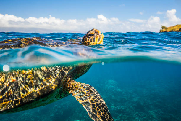 Turtle Encounter Oahu Snorkeling Adventures