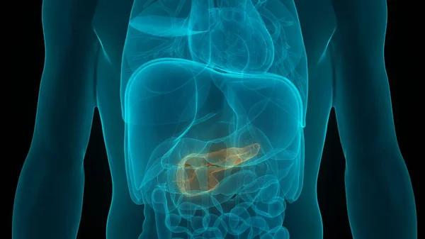 Understanding Gut Disorders: Insights from a Leading Gastroenterologist