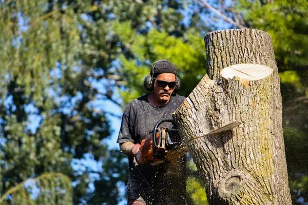 Affordable Tree Service in Springfield – Expert Care for Your Trees