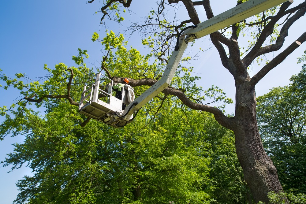 Cedar Park Tree Service: Expert Solutions for Safe and Healthy Trees