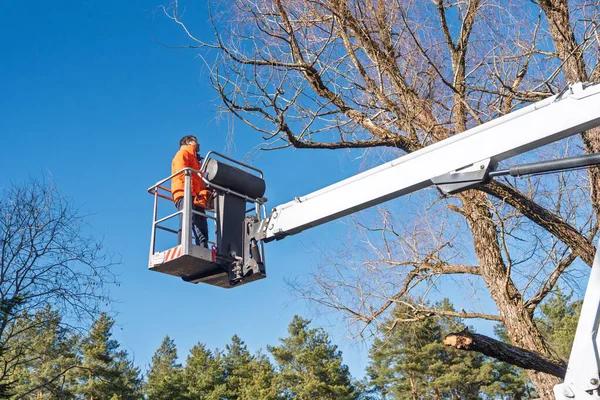 Complete Tree Service: Cutting, Pruning & Stump Grinding