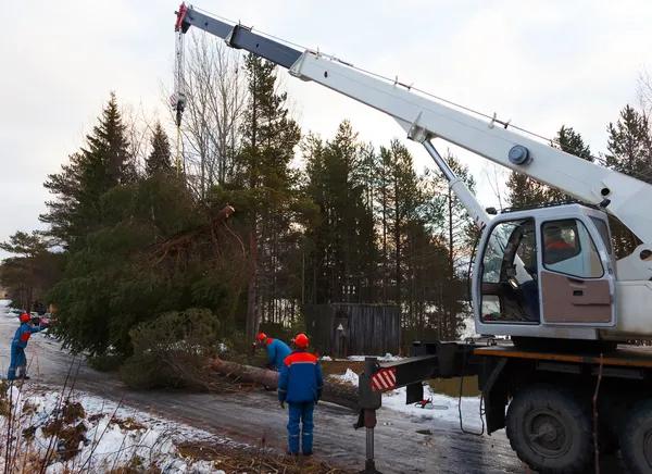 Top Rated Tree Service South Lake Tahoe Codys Tree Service