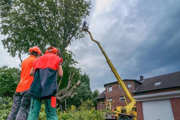 Professional Springfield Tree Services With Skilled Crews