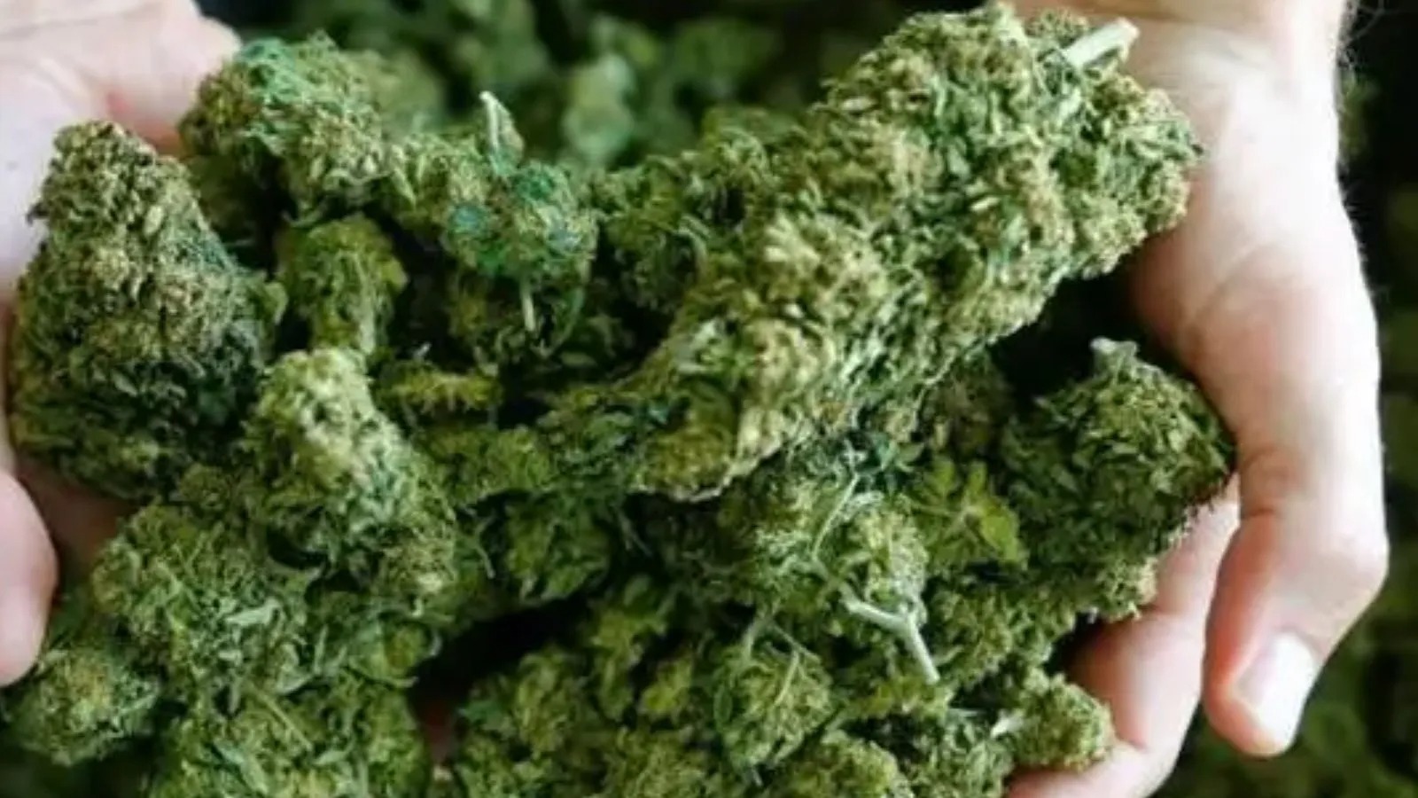 The Complete Guide to Weed With Expert Cannabis Insights