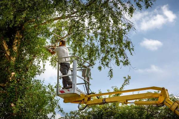 Tree Cabling and Bracing: Protecting Weak or Damaged Trees