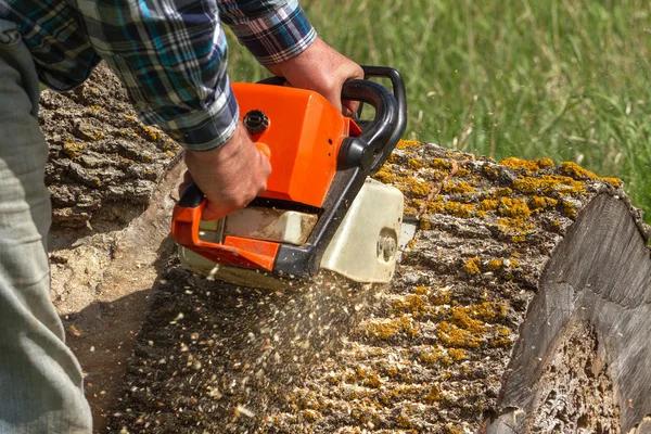 Signs You Need a Reliable Tree Removal Service